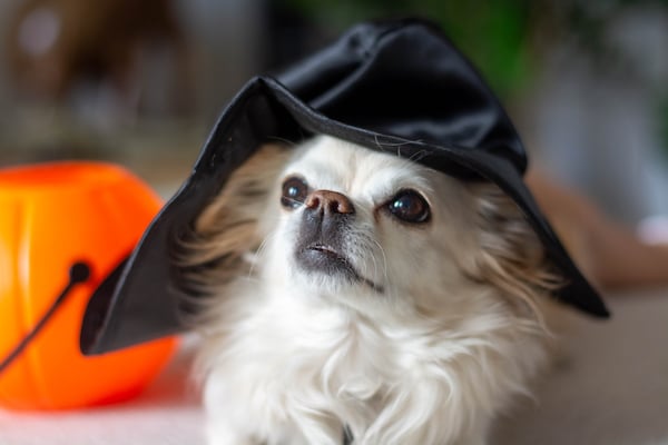 Dog in a witch hat costume
