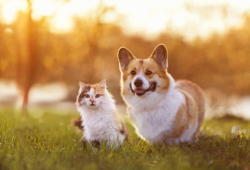 cute corgi dog and fluffy cat sitting in the meadow on a sunny summer day