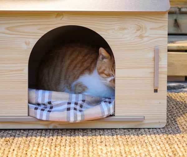 Yellow tabby cat sleeping in wooden cave bed