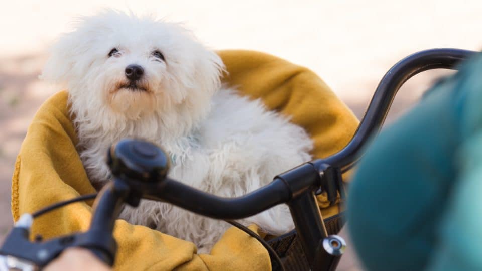 Puppy sitting in yellow bike basket