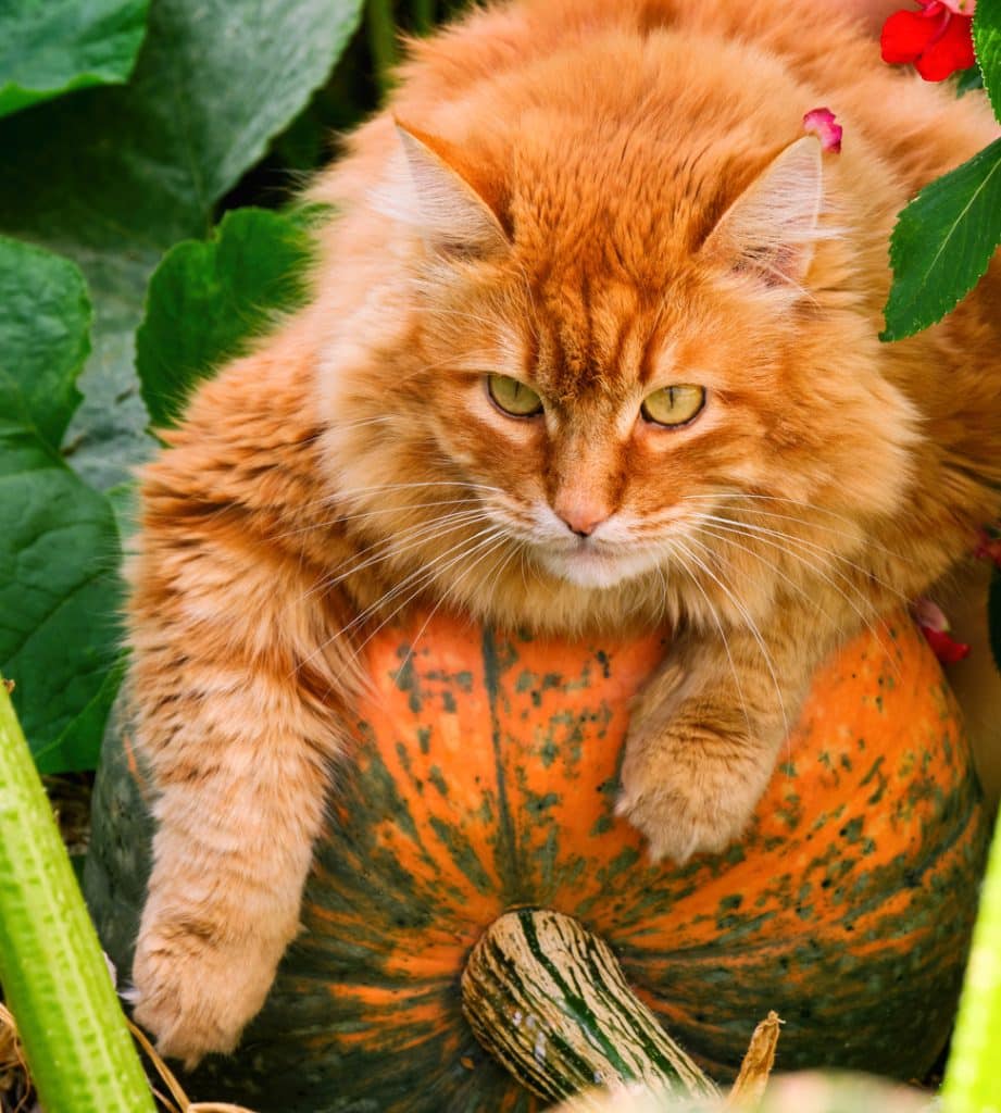 A ginger cat lying on big pumpkin in the garden