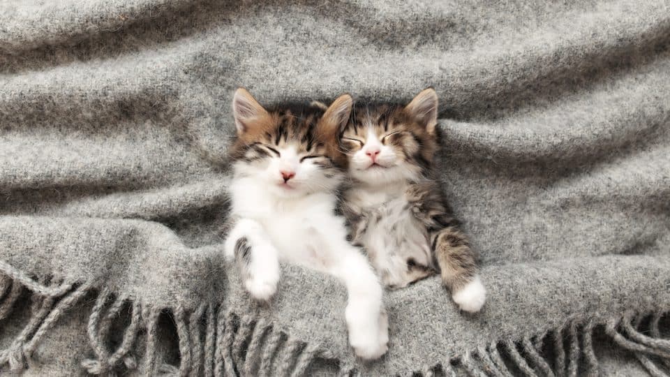 Two kittens sleeping in a gray blanket