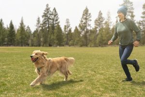 An adorable and energetic golden retriever carries a ball in his mouth while running through a grassy dog park in Oregon. The pet's owner is a young woman. The woman is happily chasing the dog. She is wearing a sweater and winter hat because it is a cold yet sunny day in the Pacific Northwest.