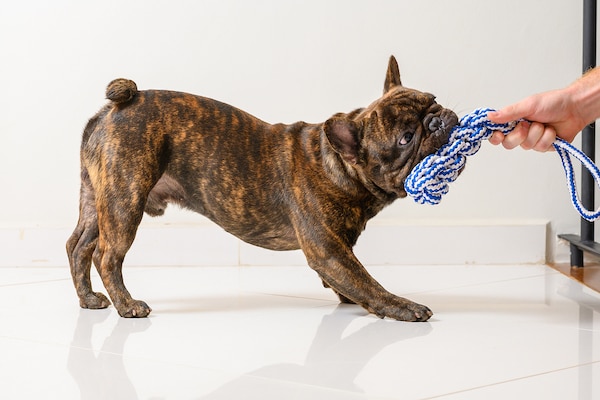 french bulldog dog pulling and playing with a toy that a person's hand is holding 