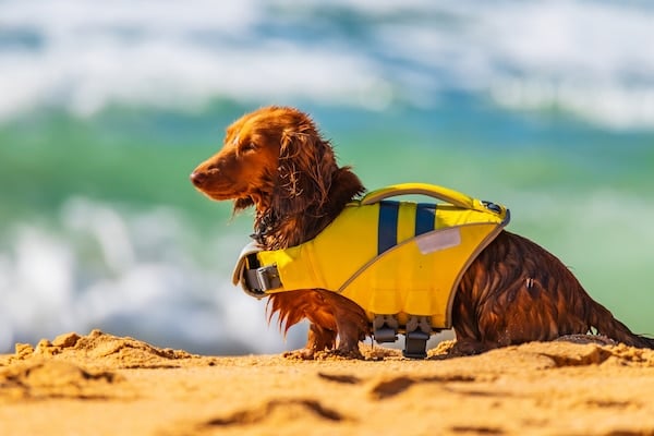 Brown dachshund dog wearing a life jacket on the sand by the beach