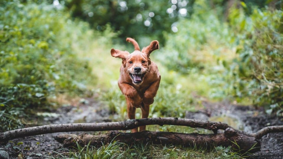 Puppy jumping over logs and sticks in a field forest