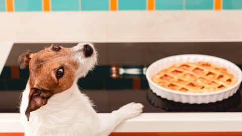 Jack Russell Terrier dog in kitchen looking at pie
