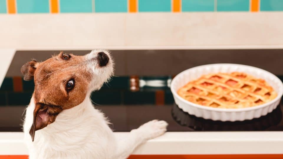 Jack Russell Terrier dog in kitchen looking at pie