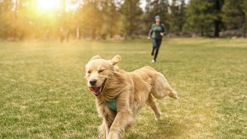 Happy Golden Retriever runs in field, chased by owner