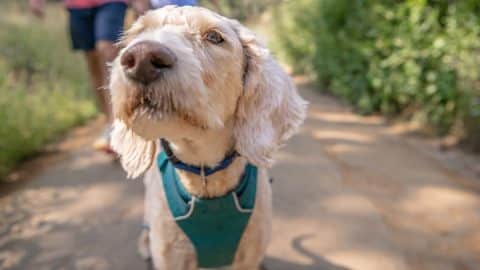 A dog wearing a harness comes up close to the camera while on a hike in the mountains