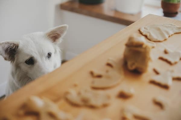 Dog peeks up at cookie dough on kitchen table