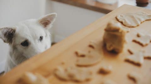 Cute white dog looking at cookie dough on table