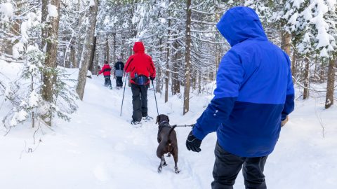 a family snowshoes through the forest with their dog
