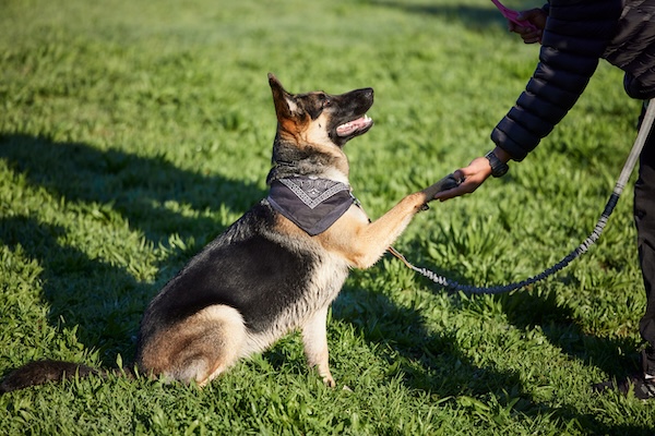 Dog shaking paws in grassy field