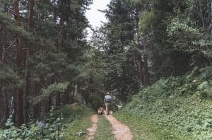 Man with a dog walking through a beautiful pine forest