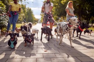 Group of city dog walkers walking together at a park