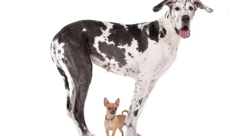 Great Dane and Chihuahua pose together