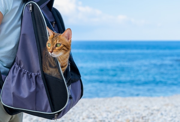 Cat pokes head out of backpack at sea shore