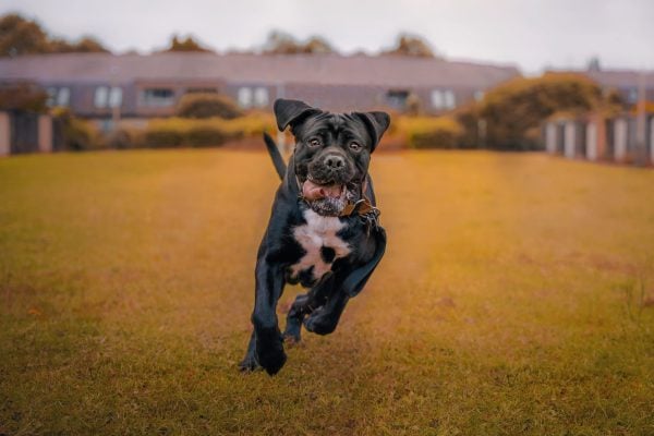 Cane Corso dog running across yellow field