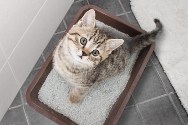 Cat top view sitting in litter box in bathroom