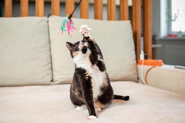 Cat playing with feather wand