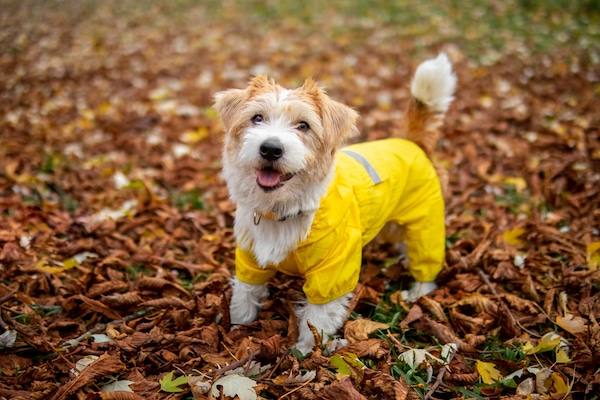 Jack Russell Terrier puppy in a yellow raincoat stands on the autumn foliage in the park.