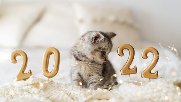 a fluffy kitty on a bed with sign letters of the year 2022