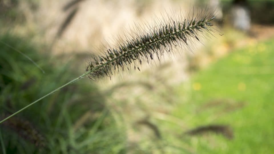 Is Fountain Grass Dangerous To Dogs