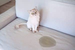 Cat sitting next to pee spot on the couch