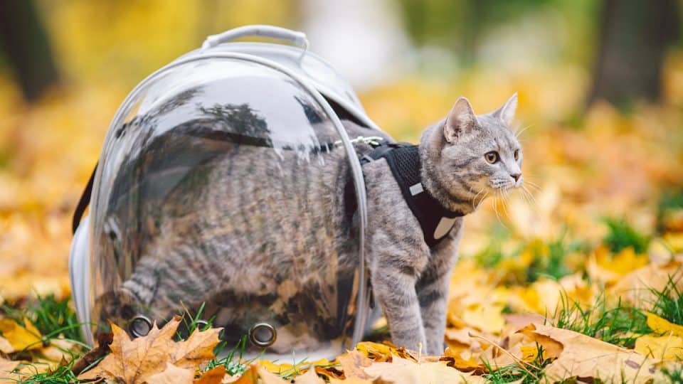 Cat emerges from transparent backpack in fall park
