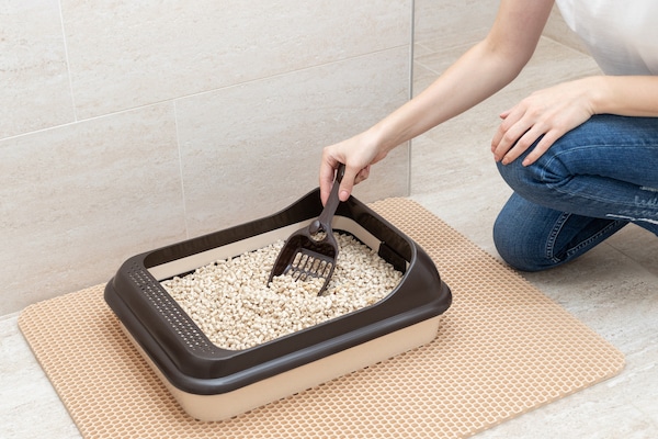 Young woman cleaning cat litter box with wood pellets in bathroom