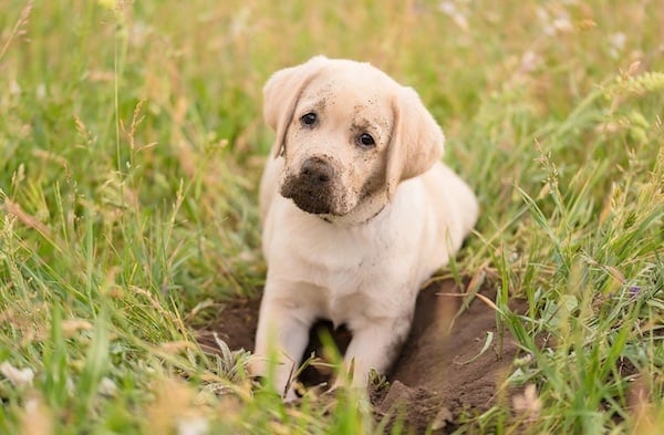 Puppy digging hole in grassy field