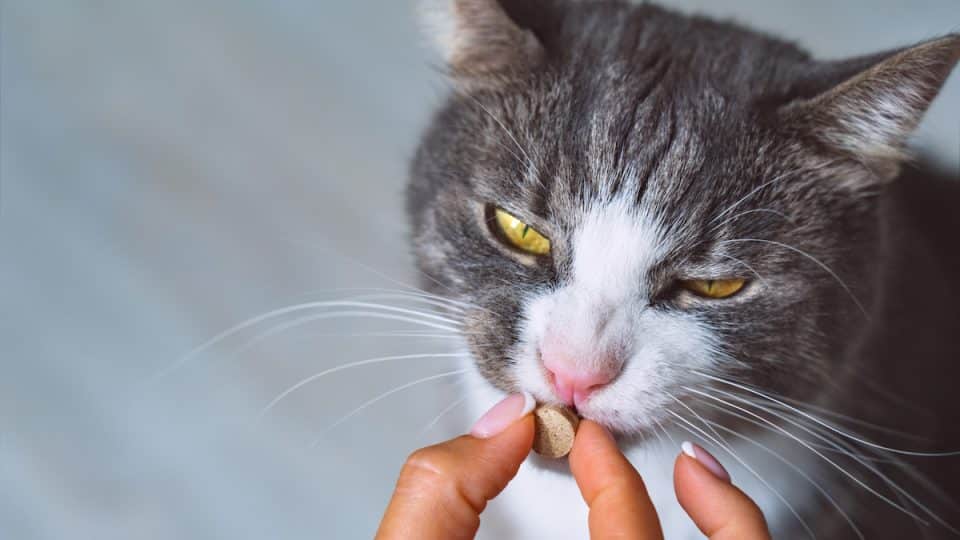 Pet parent feeding cat a pill