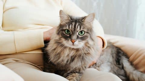 Close-up of gray furry cat sitting on woman's lap and looking at camera with its green eyes.