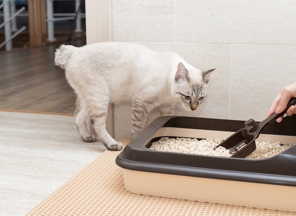 Cat sniffs litter box being scooped by human