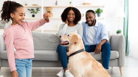 Young girl trains dog with treat while parents look on from couch