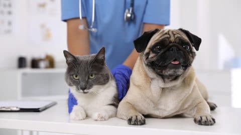 Veterinarian examining cute pug dog and cat in clinic, closeup