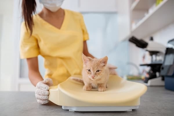 Veterinary doctor in medical mask and gloves checking weight of small kitten on scale during routine check-up at clinic