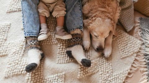 Woman or man and baby legs and cute golden retriever dog on carpet.