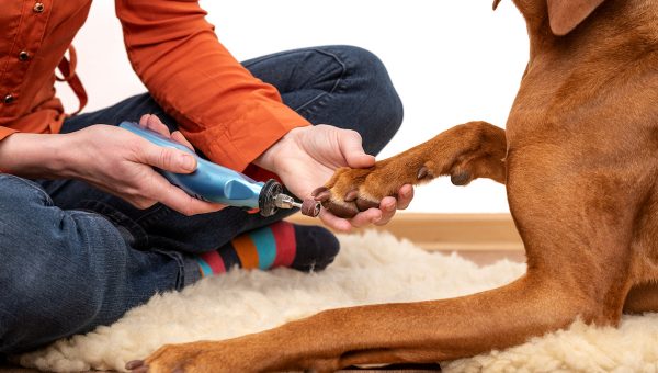 Woman using a dremel to shorten a dog's nails