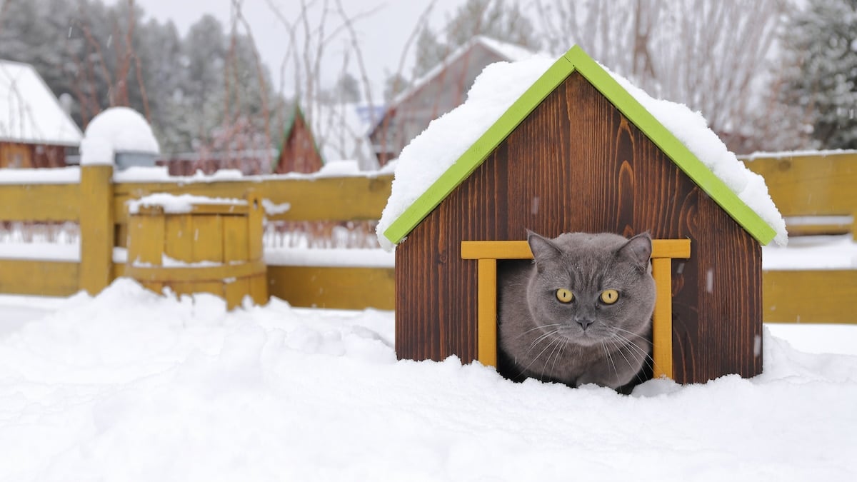 The 10 Best Outdoor Cat Houses for Safety and Warmth