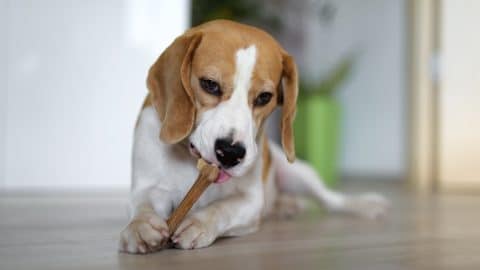 Beagle chewing on a bone held between paws