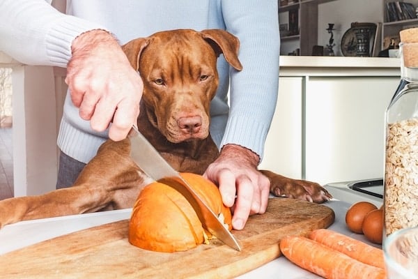 Dog looking on as man chops up pumpkin