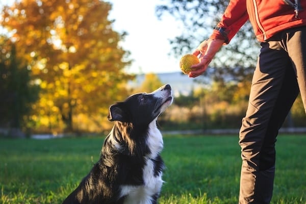 Woman prepares to throw ball to her border collie in park