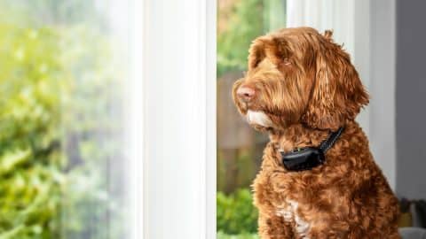 Labradoodle dog with bark collar sitting in front of window.