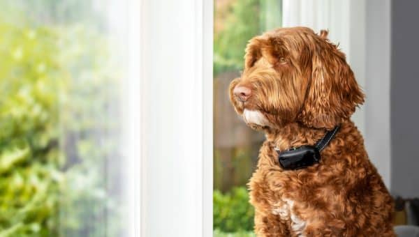 Labradoodle dog with bark collar sitting in front of window.