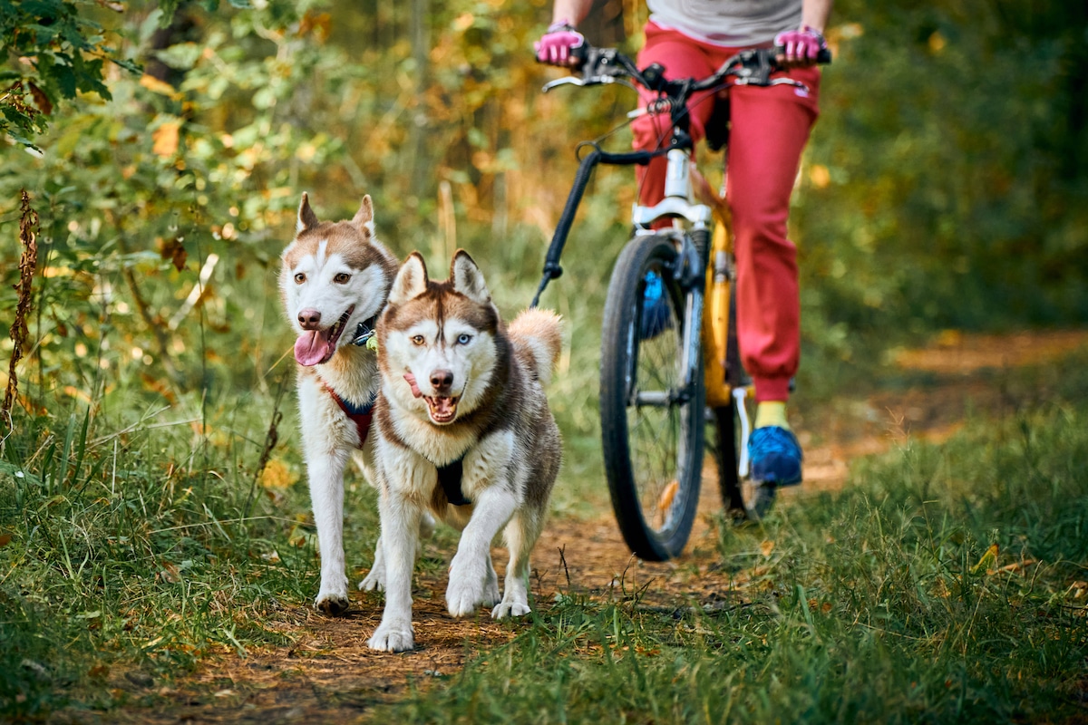 Two Huskies run next to person on bicycle
