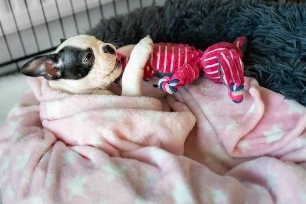 Boston Terrier puppy in a crate wrapped in a blanket chewing a soft pink toy.