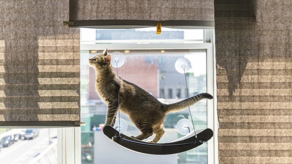 Cat plays on hammock perch suspended from window