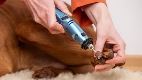 Person using a Dremel to grind dogs nails